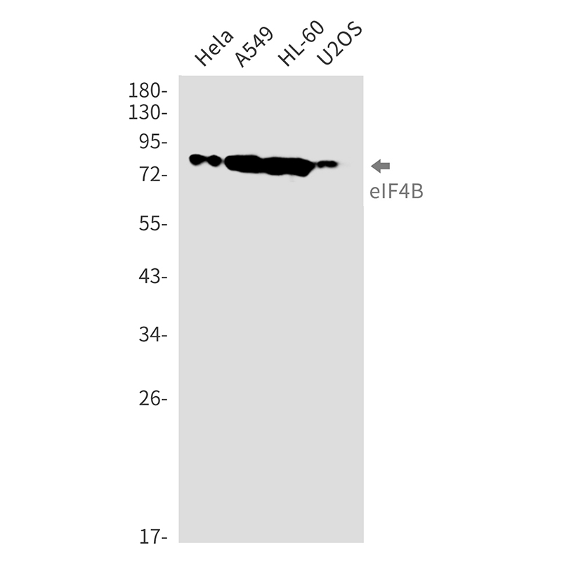 eIF4B
