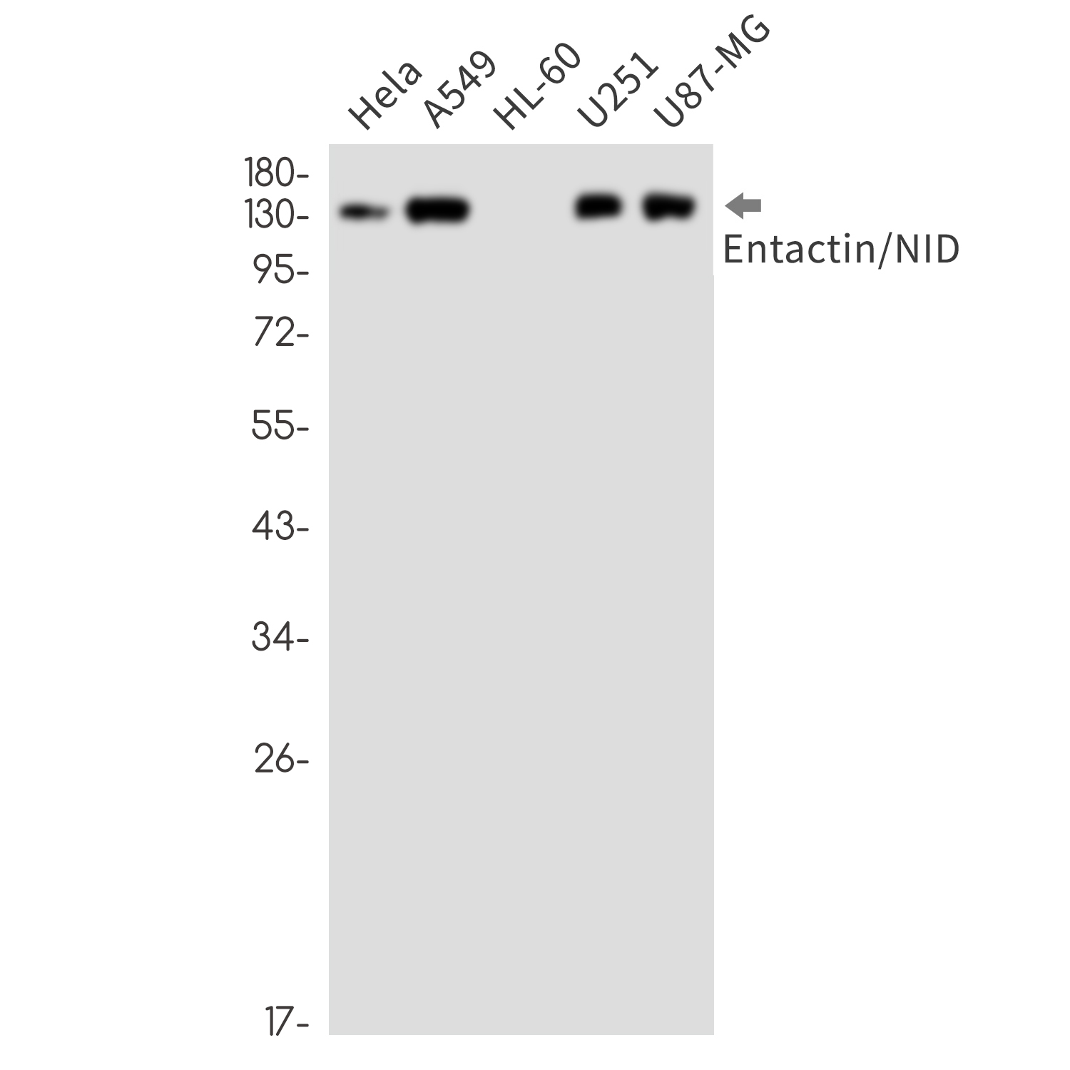 Entactin