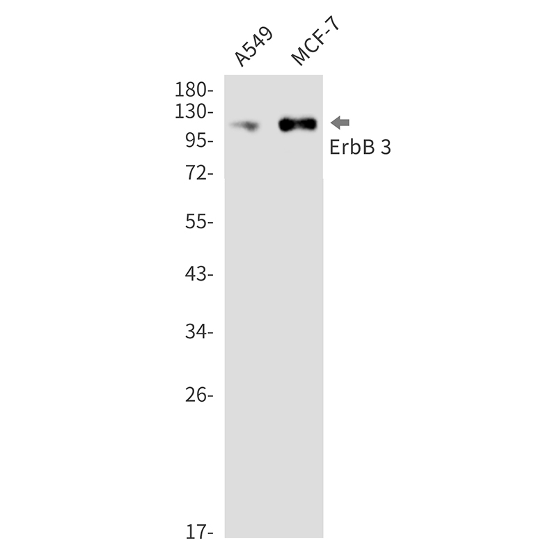 ErbB 3