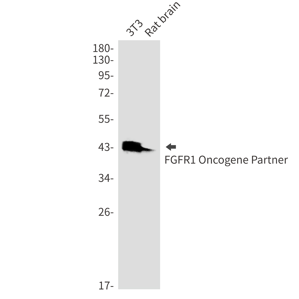 FGFR1 Oncogene Partner