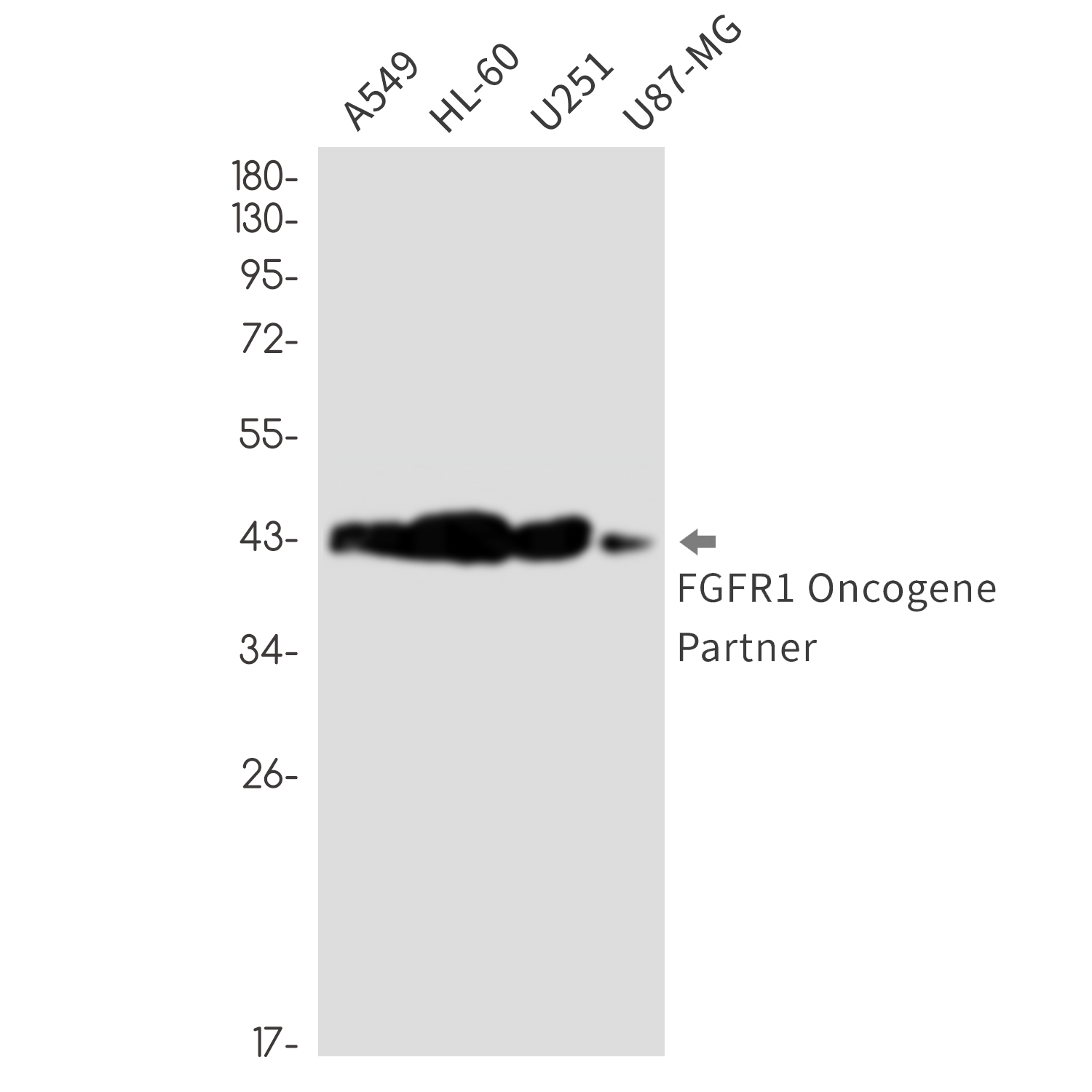Rabbit Monoclonal Antibody to FGFR1 Oncogene Partner
