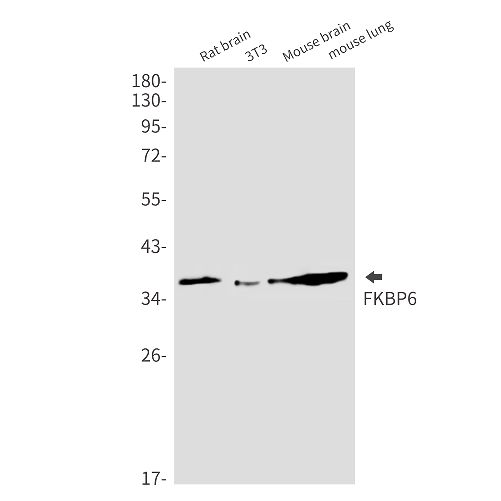 FKBP6
