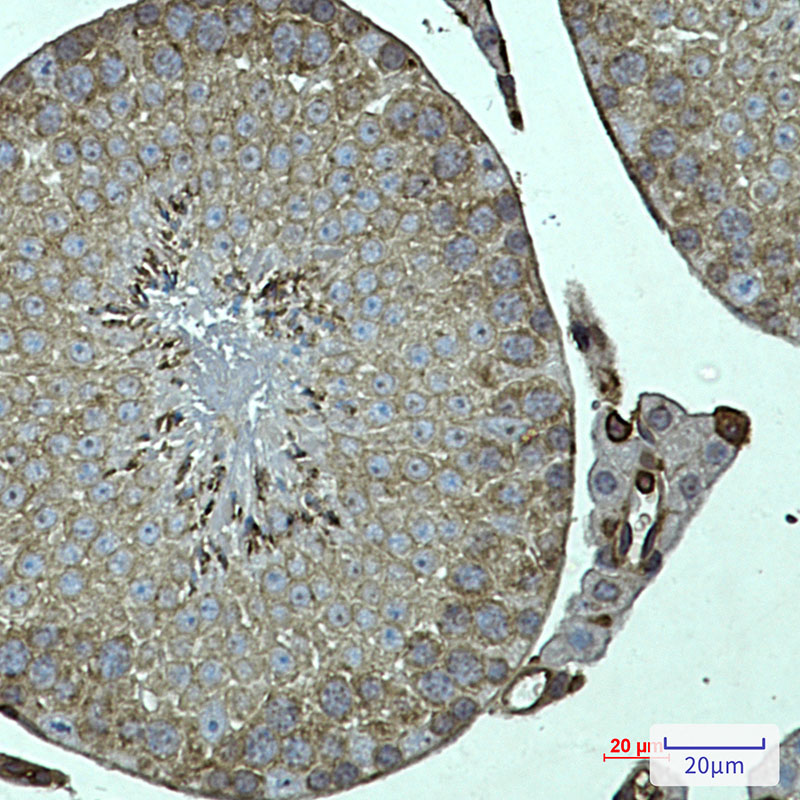 Rabbit Monoclonal Antibody to FKBP6