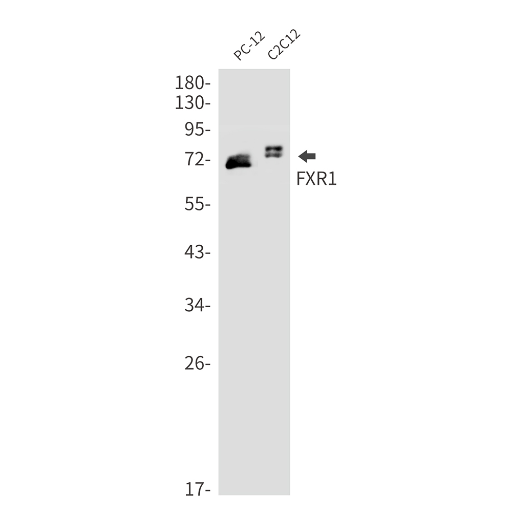 FXR1