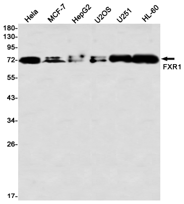 Rabbit Monoclonal Antibody to FXR1