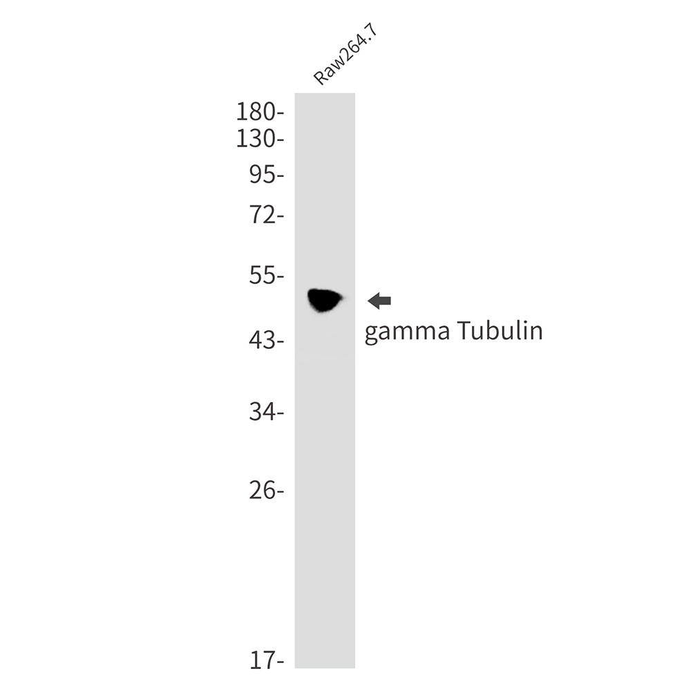 gamma Tubulin