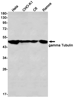 Rabbit Monoclonal Antibody to gamma Tubulin