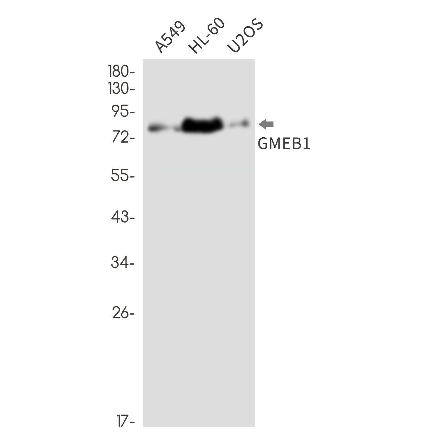 GMEB1