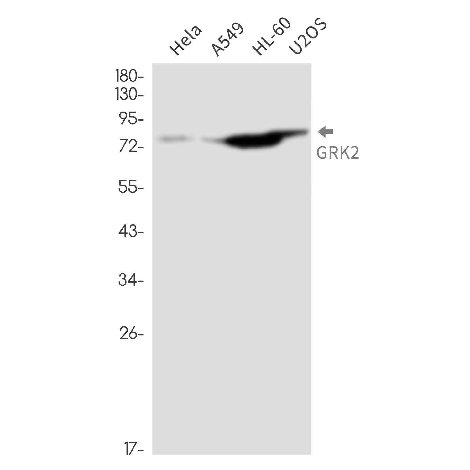 GRK2