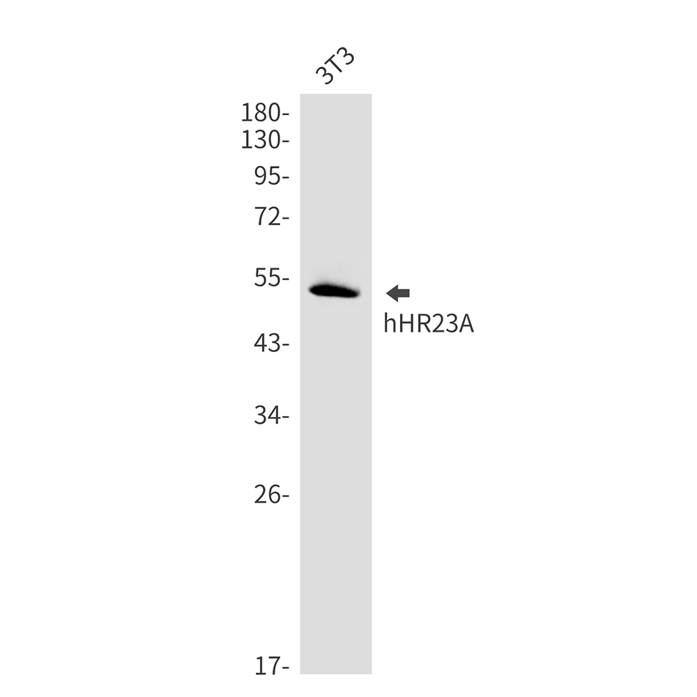 hHR23A
