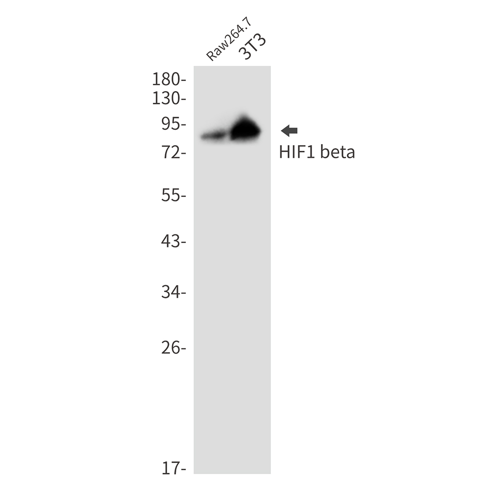 HIF1 beta