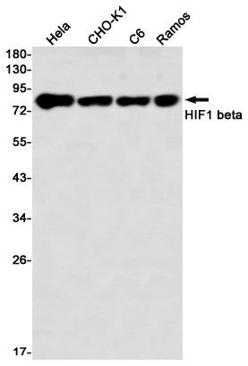 Rabbit Monoclonal Antibody to HIF1 beta