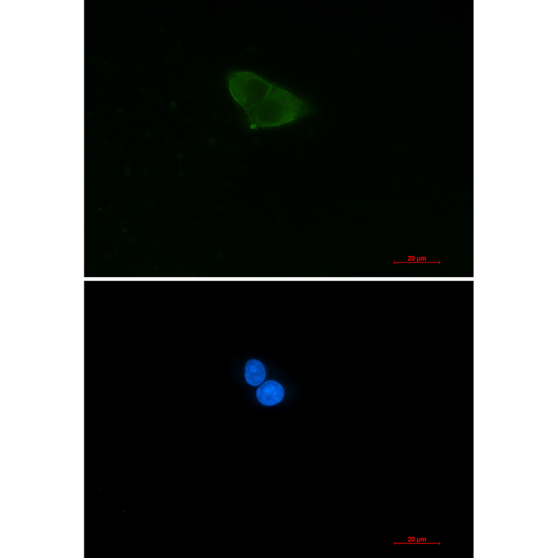Rabbit Monoclonal Antibody to HINT1