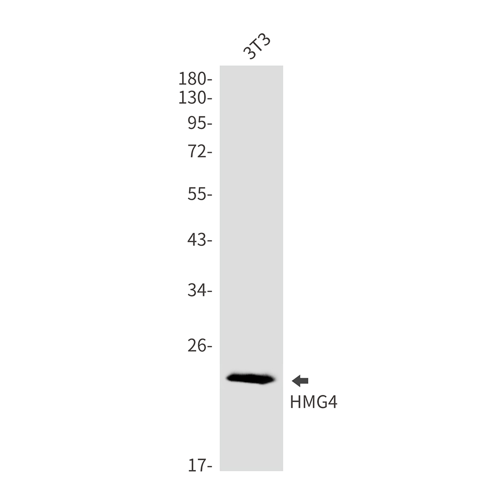 HMG4