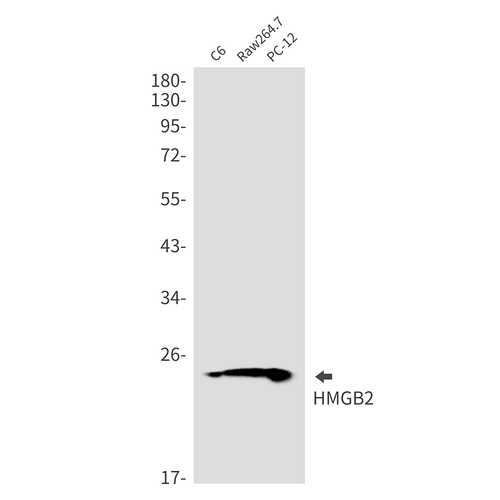 HMGB2