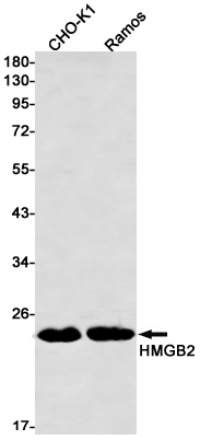 Rabbit Monoclonal Antibody to HMGB2