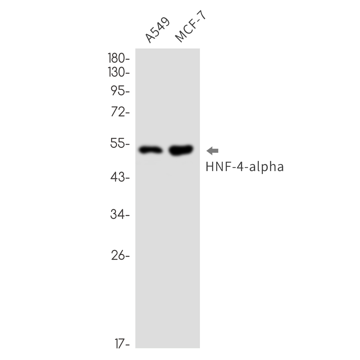HNF 4 alpha