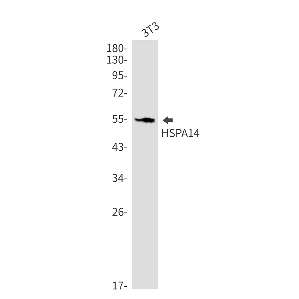 HspA14