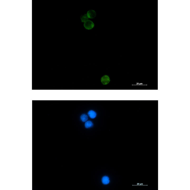 Rabbit Monoclonal Antibody to HspA14