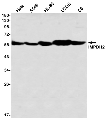 Rabbit Monoclonal Antibody to IMPDH2