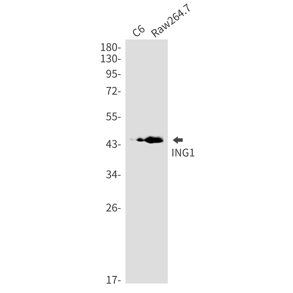 ING1