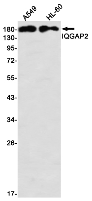IQGAP2