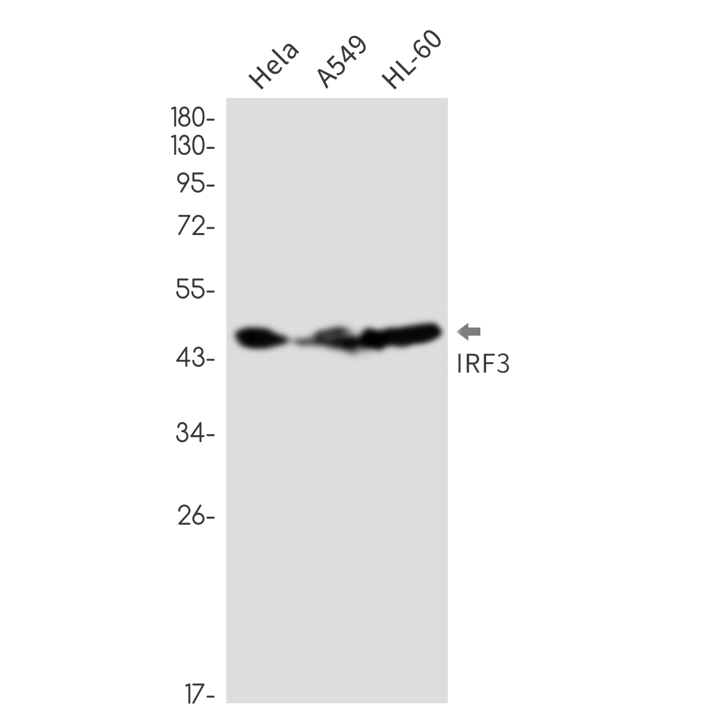 IRF3