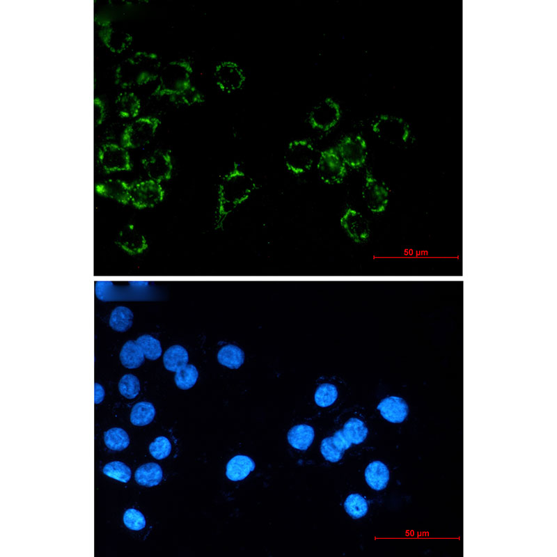Rabbit Monoclonal Antibody to Junctional Adhesion Molecule 1