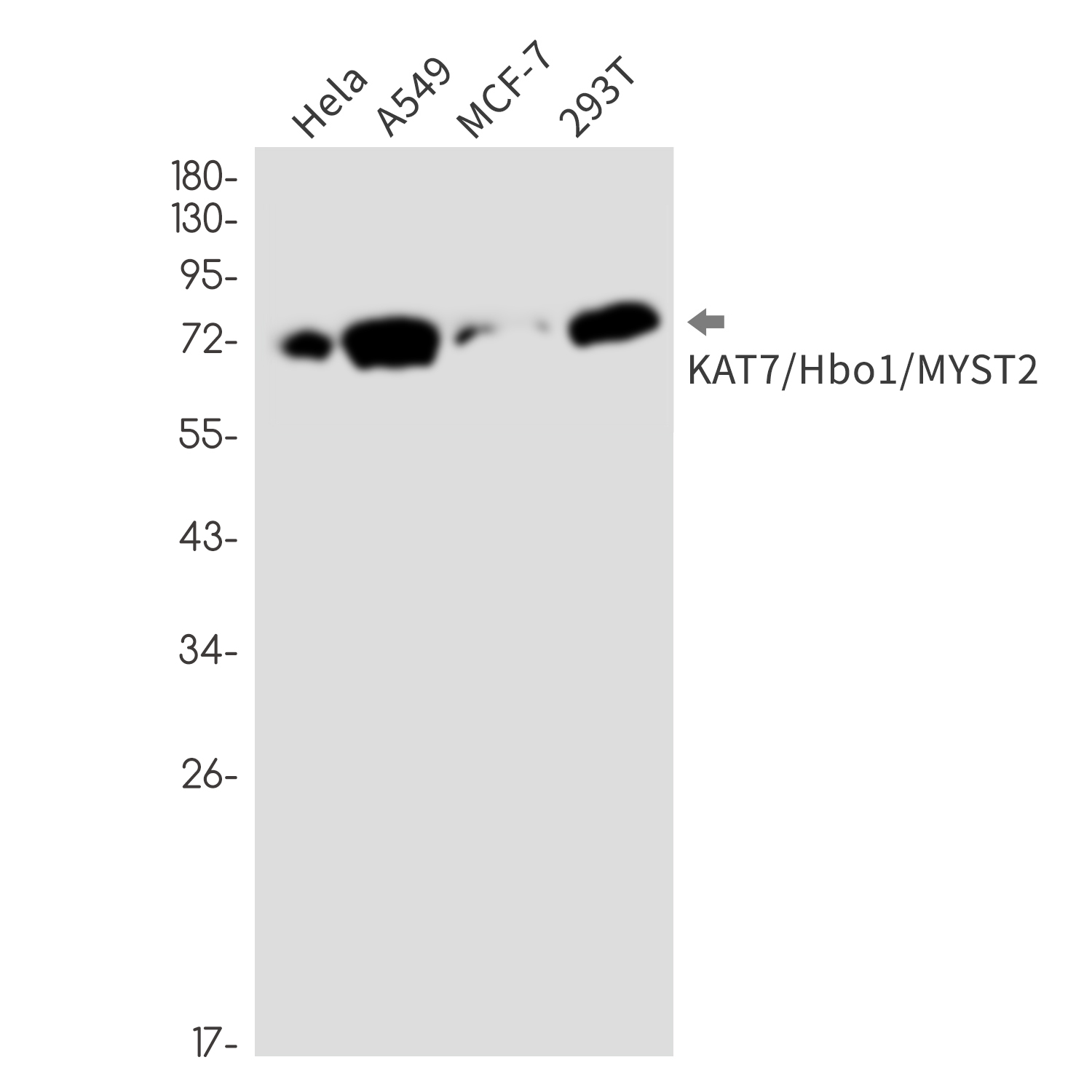 KAT7