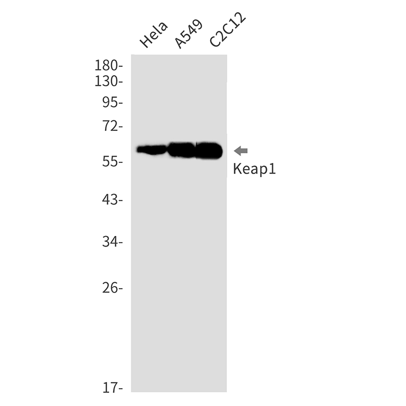 Rabbit Monoclonal Antibody to Keap1