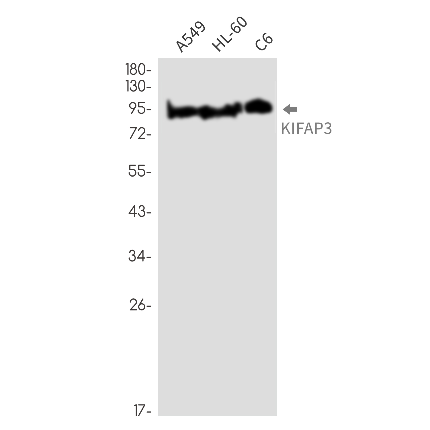KIFAP3