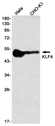 KLF4