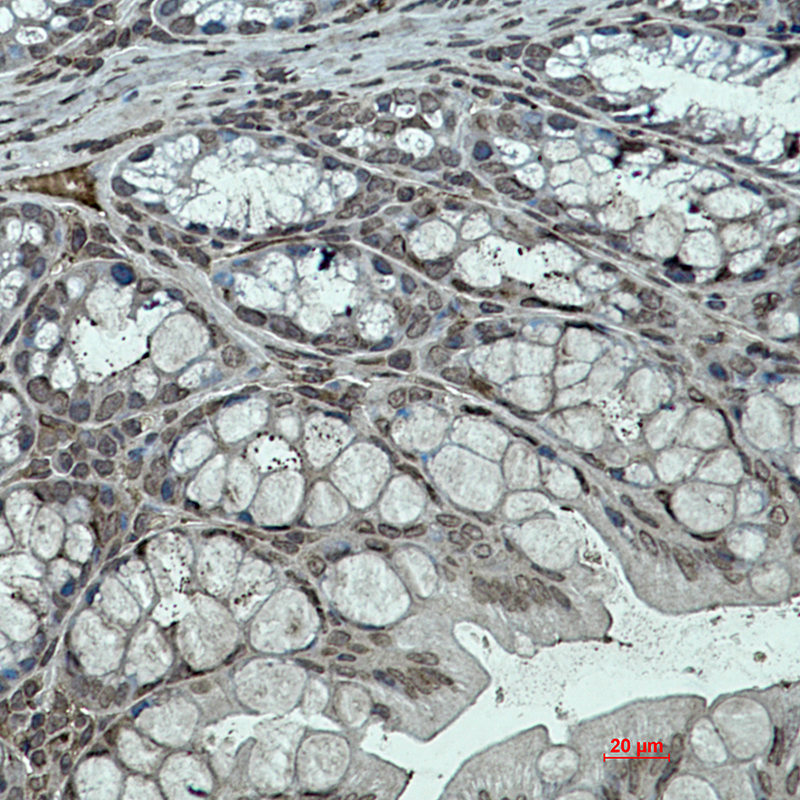 Rabbit Monoclonal Antibody to KLF4
