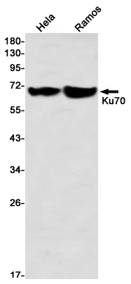 Ku70