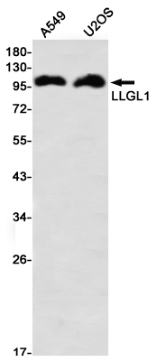 LLGL1