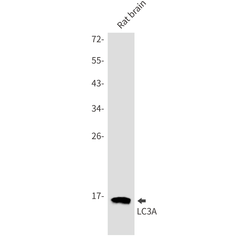 LC3A