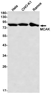 MCAK