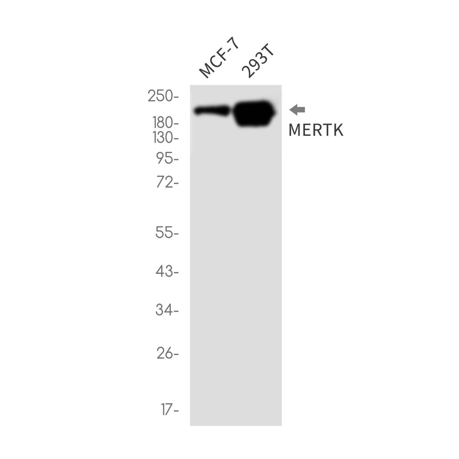 MERTK