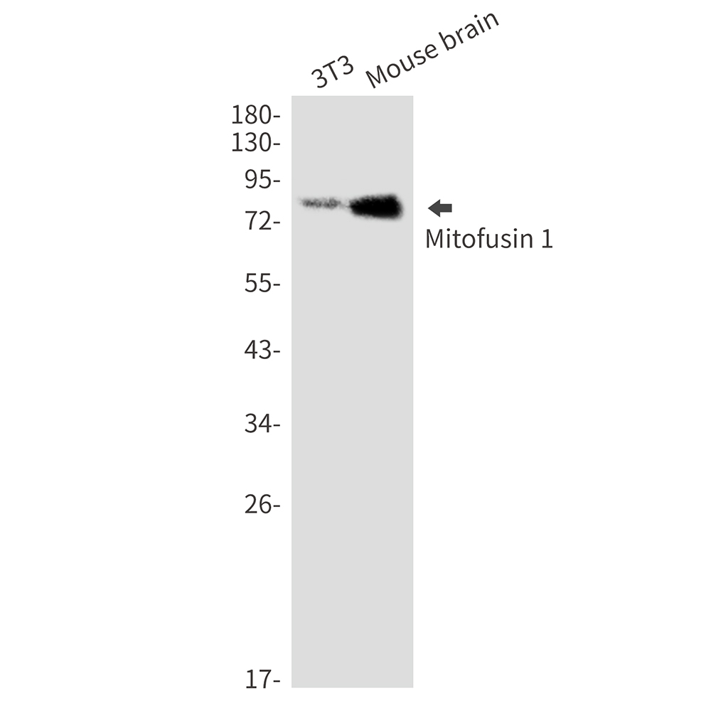 Mitofusin 1