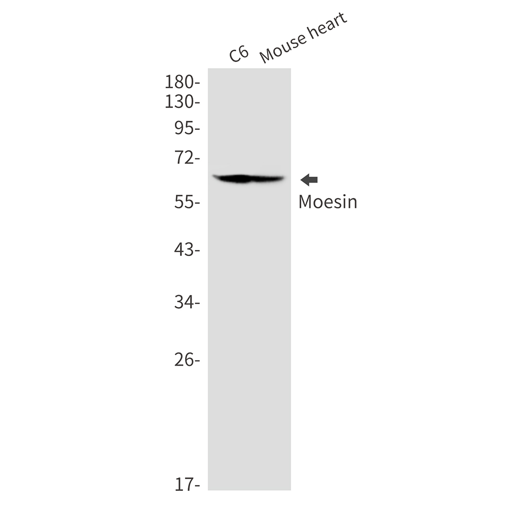 Moesin