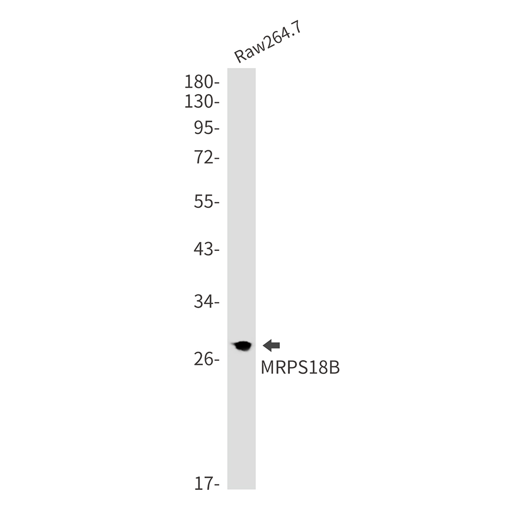 MRPS18B