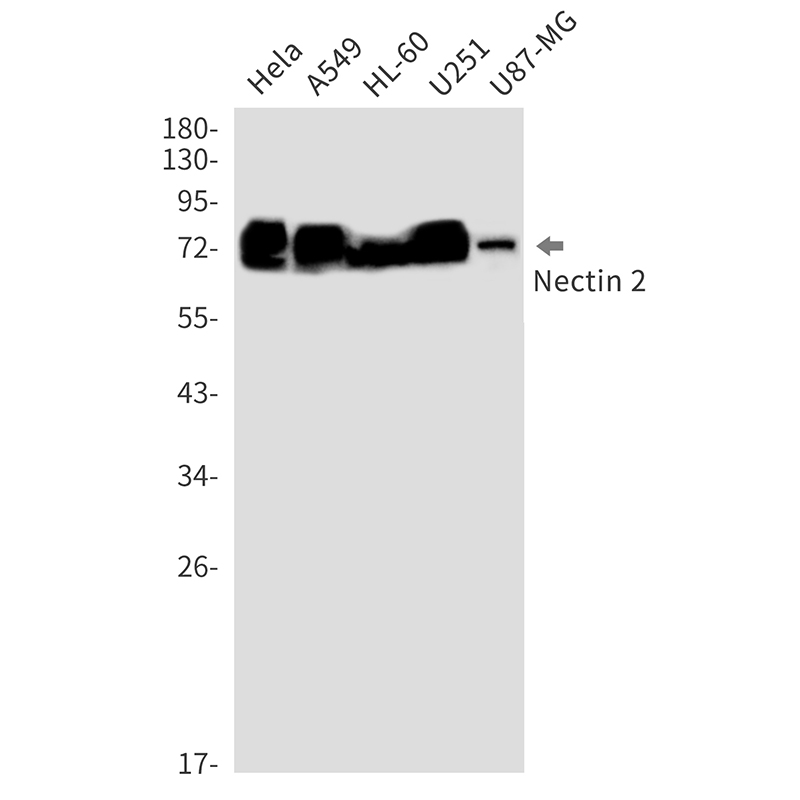 Nectin 2