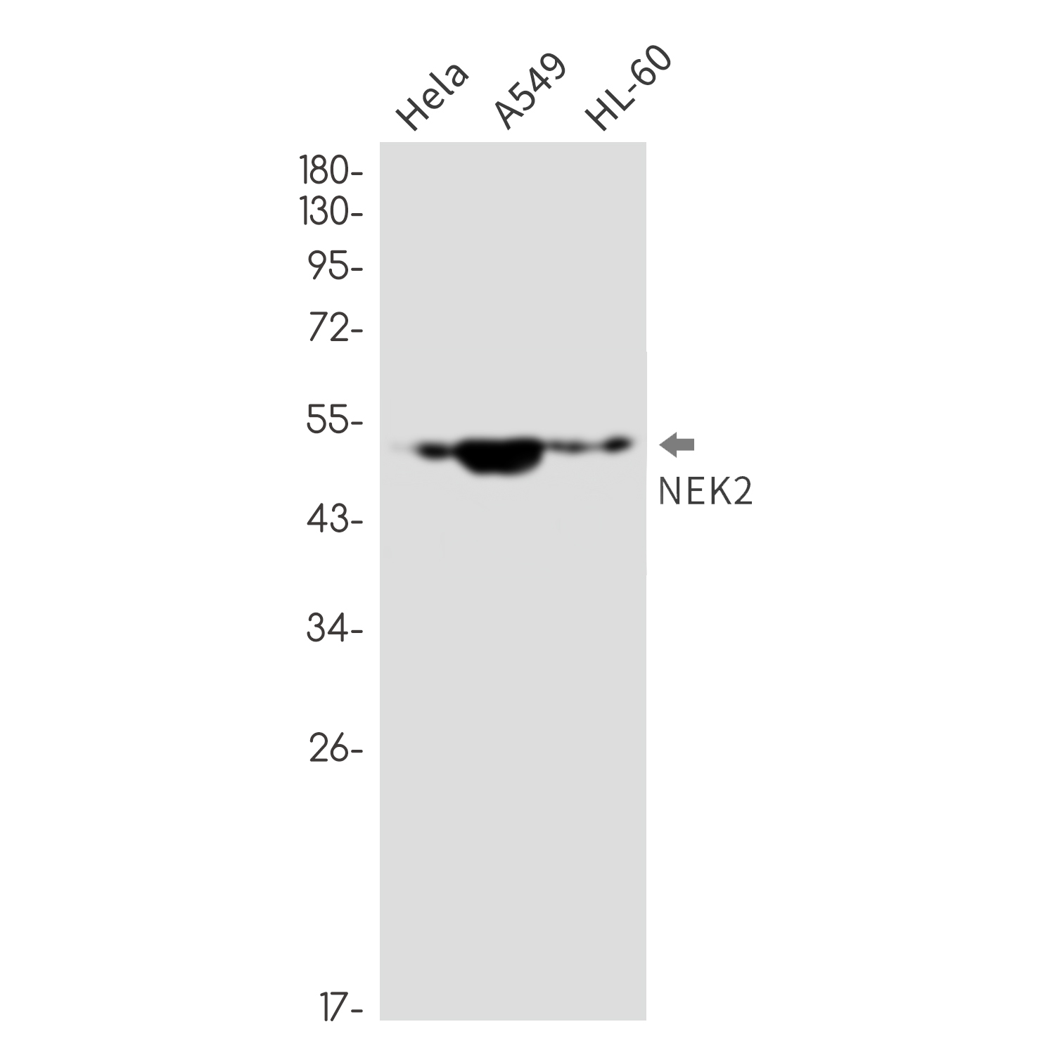 NEK2