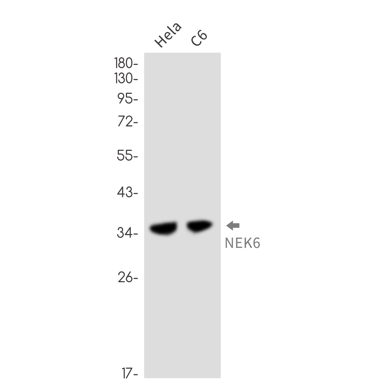 NEK6