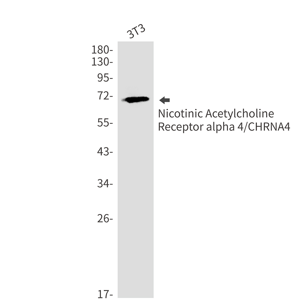 Nicotinic Acetylcholine Receptor alpha 4