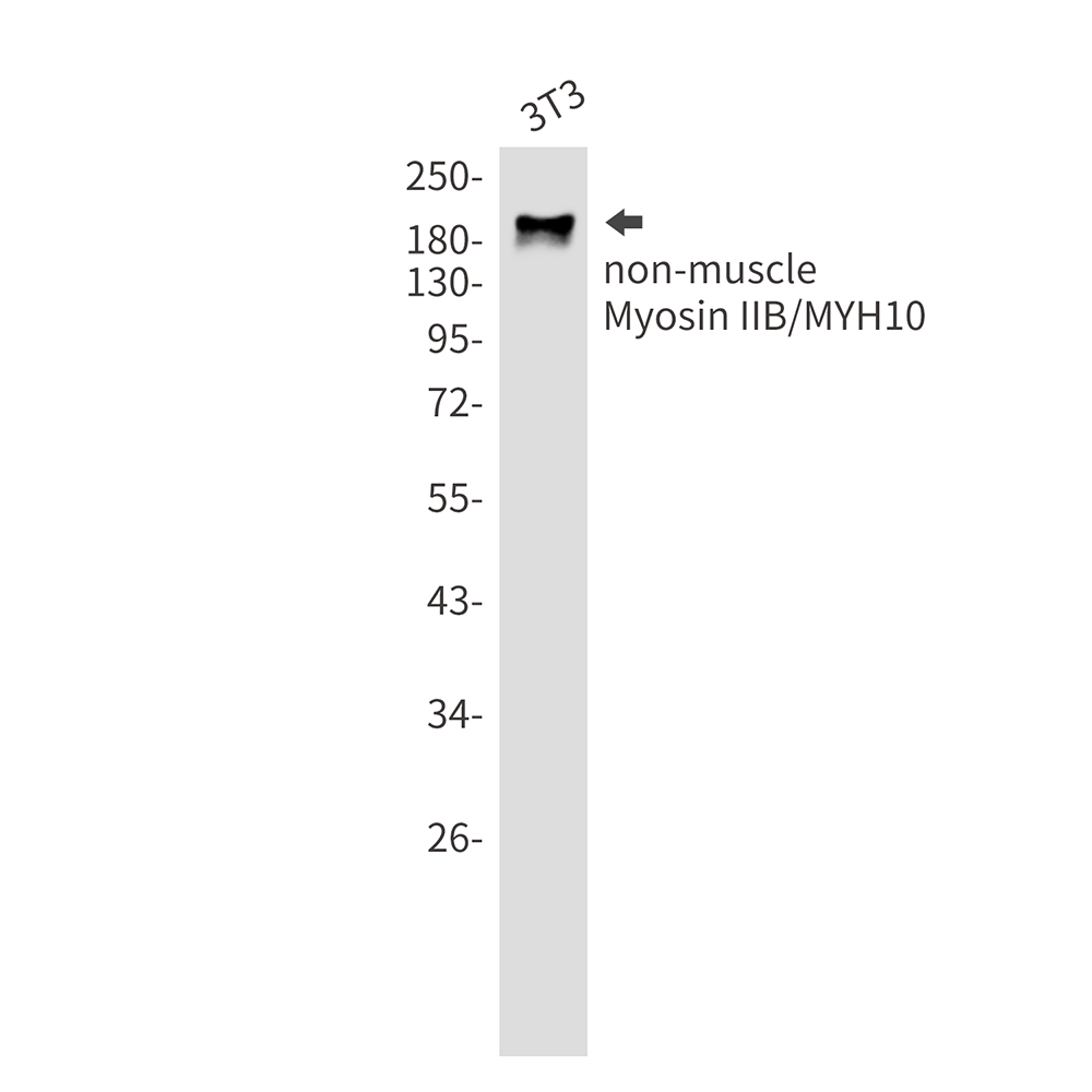 MYH10