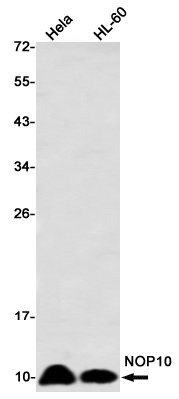 NOP10