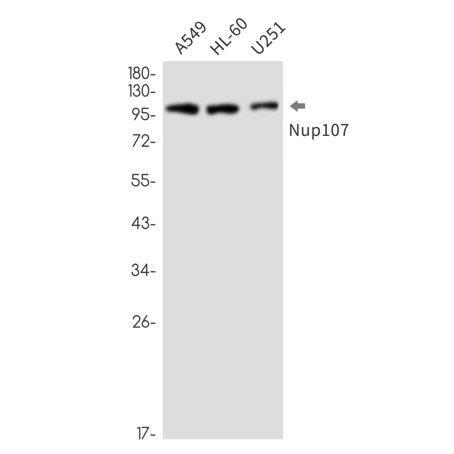 NUP107