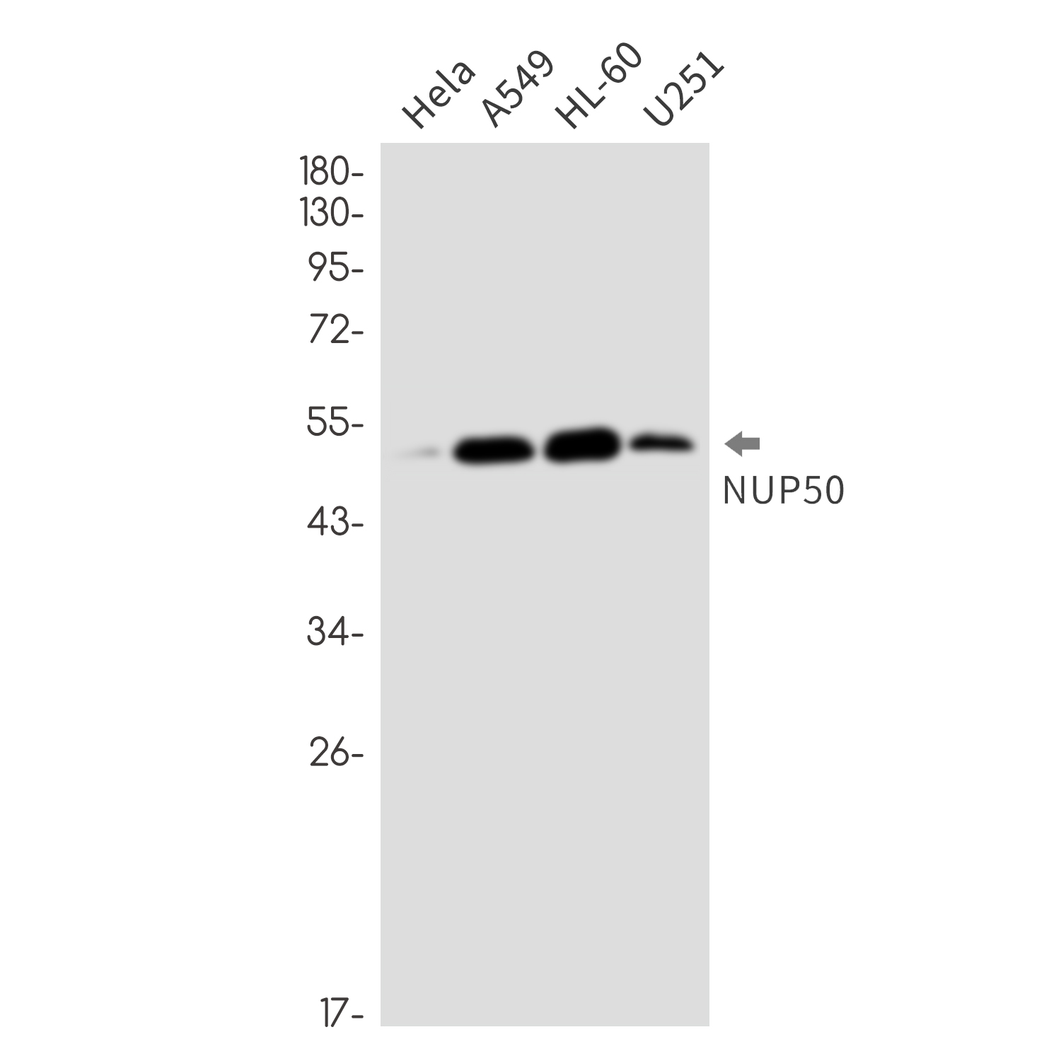 NUP50