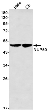 NUP50